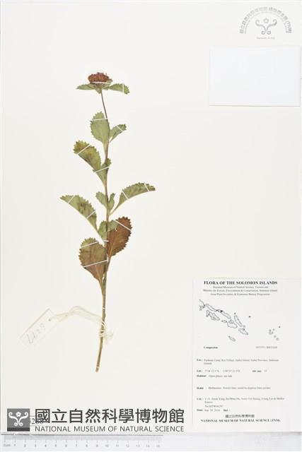 登錄號:BS05268藏品圖，第1張