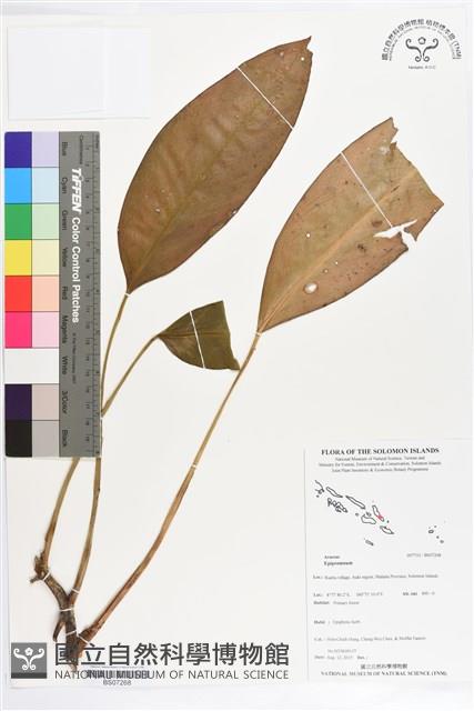 登錄號:BS07268藏品圖，第1張