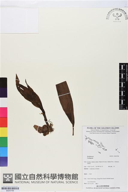 登錄號:BS05768藏品圖，第1張