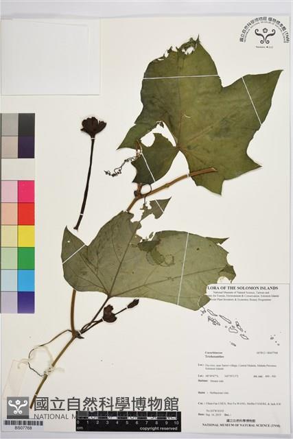 登錄號:BS07768藏品圖，第1張