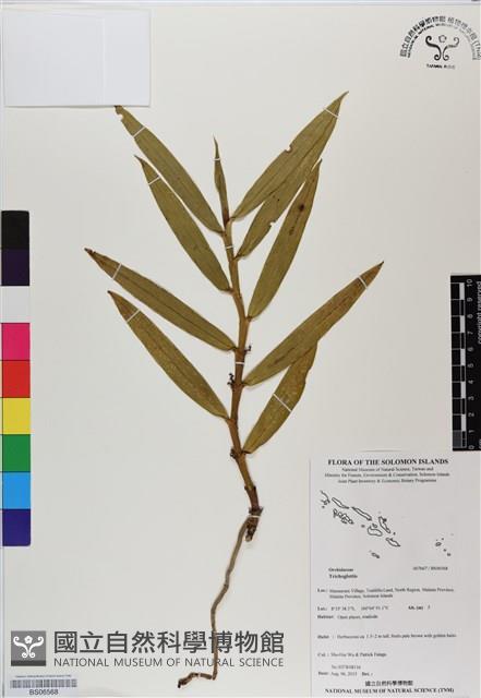 登錄號:BS06568藏品圖，第1張