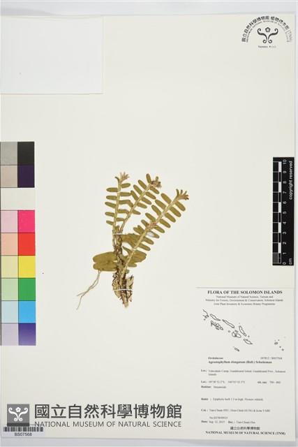登錄號:BS07568藏品圖，第1張