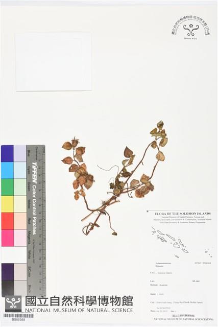 登錄號:BS06368藏品圖，第1張
