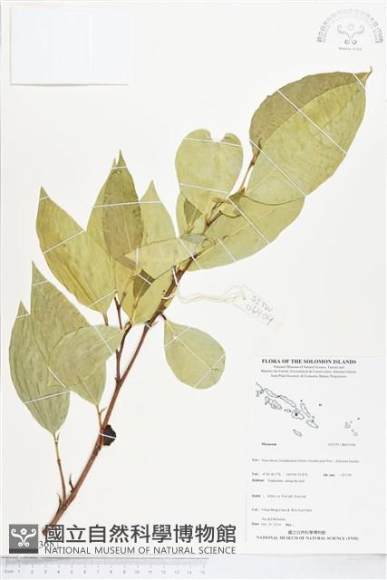 登錄號:BS05368藏品圖，第1張