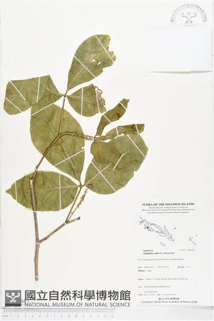 止宮樹藏品圖，第1張