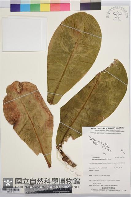 棋盤腳樹藏品圖，第1張