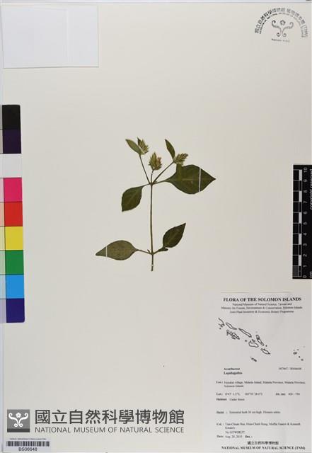 登錄號:BS06648藏品圖，第1張