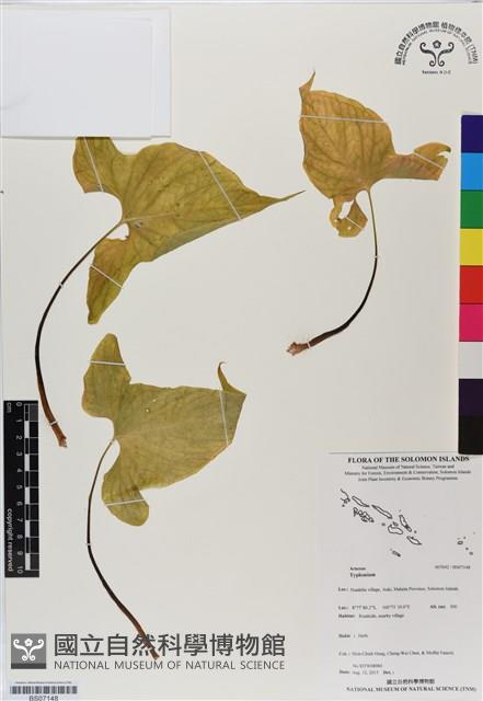 登錄號:BS07148藏品圖，第1張