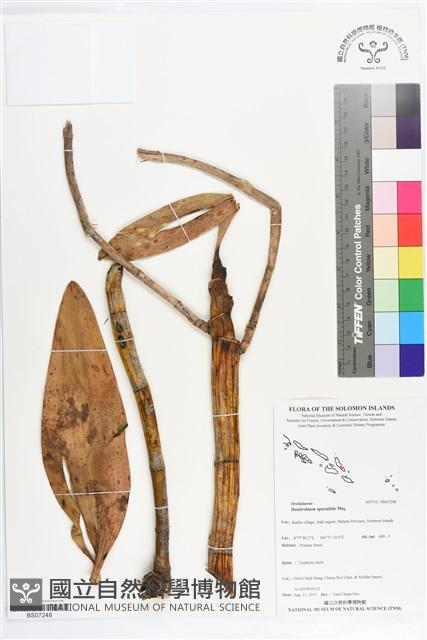 大鬼石斛蘭藏品圖，第1張