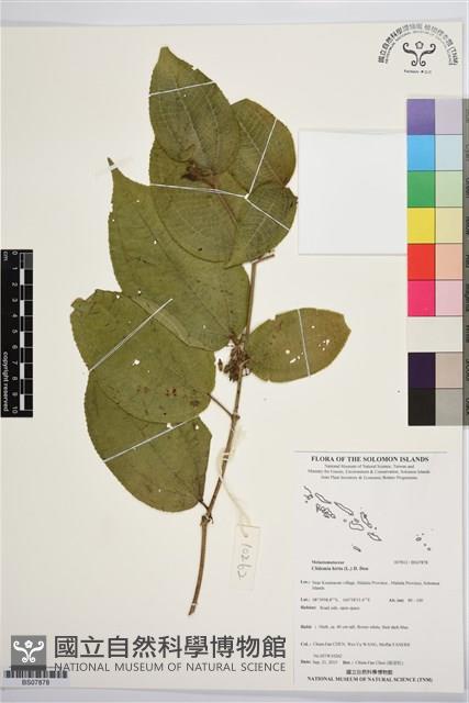 毛野牡丹藏品圖，第1張