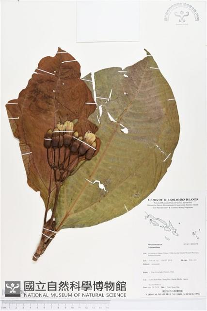 登錄號:BS04078藏品圖，第1張