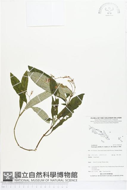 菲律賓哈哼花藏品圖，第1張