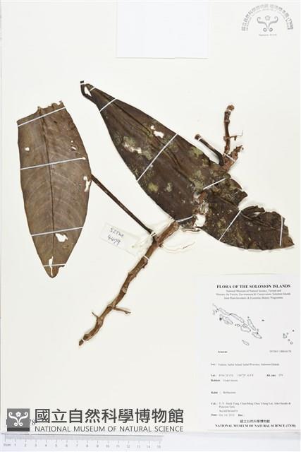 登錄號:BS04178藏品圖，第1張