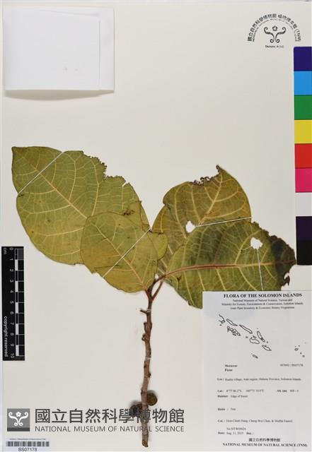 登錄號:BS07178藏品圖，第1張