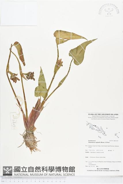 鴨舌草藏品圖，第1張