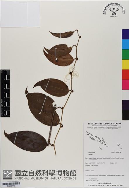 登錄號:BS06778藏品圖，第1張