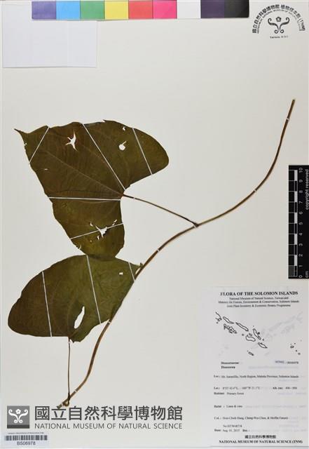 登錄號:BS06978藏品圖，第1張