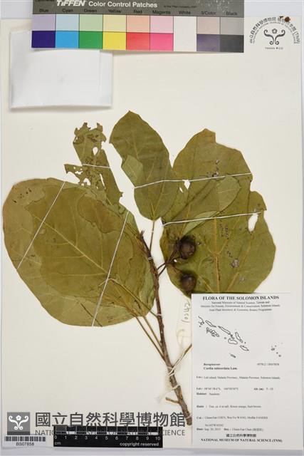 橙花破布子藏品圖，第1張