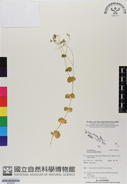 荷蓮豆草、菁芳草藏品圖，第1張