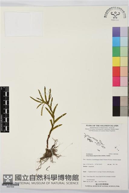 登錄號:BS07658藏品圖，第1張