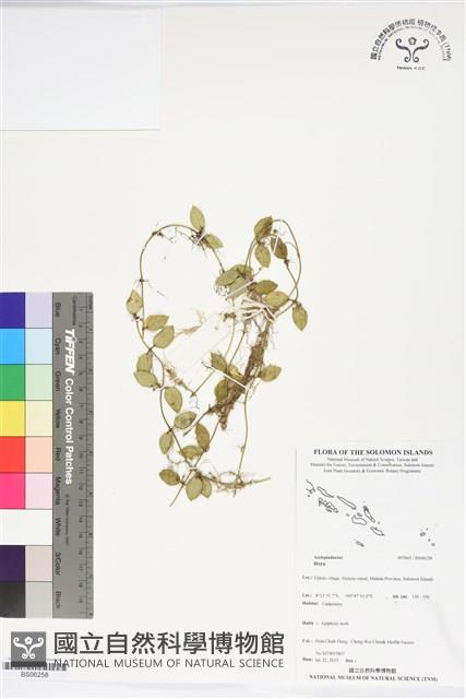 登錄號:BS06258藏品圖，第1張
