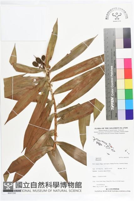 Accession Number:BS07258 Collection Image