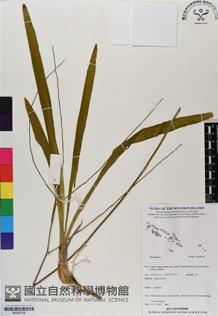 登錄號:BS06758藏品圖，第1張