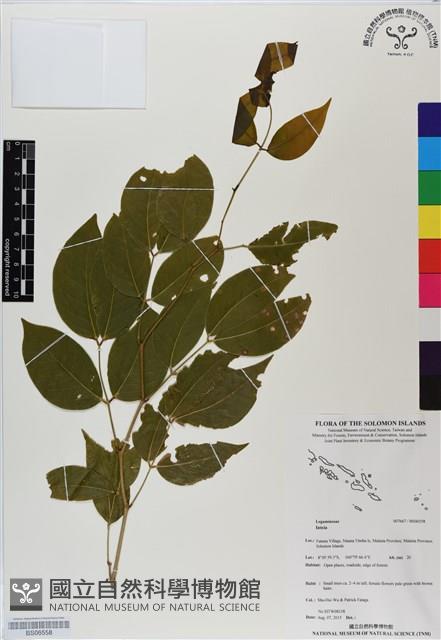 登錄號:BS06558藏品圖，第1張