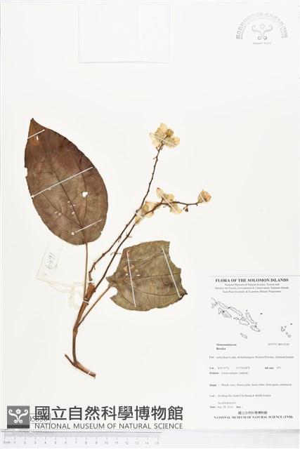 登錄號:BS05358藏品圖，第1張