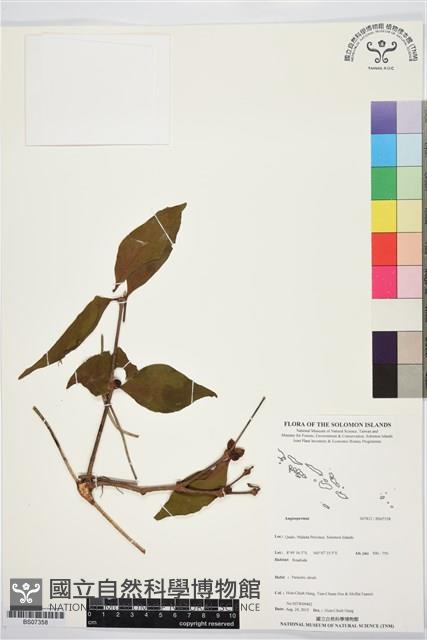 登錄號:BS07358藏品圖，第1張