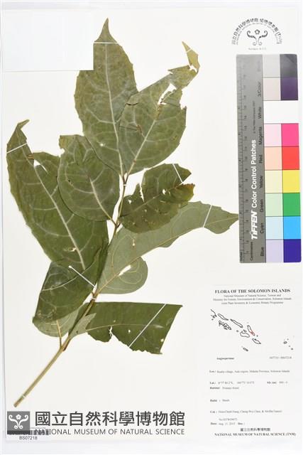 登錄號:BS07218藏品圖，第1張