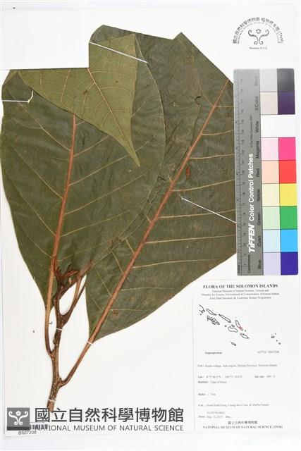 登錄號:BS07208藏品圖，第1張