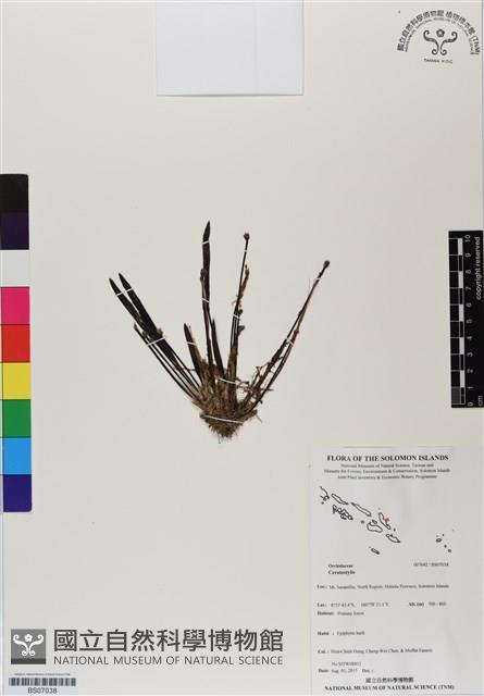 登錄號:BS07038藏品圖，第1張
