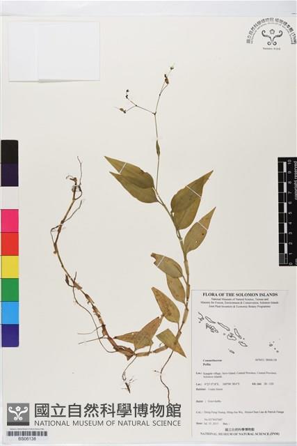 登錄號:BS06138藏品圖，第1張