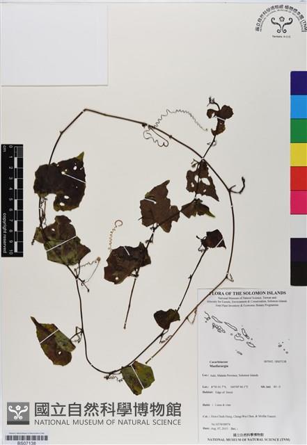 登錄號:BS07138藏品圖，第1張