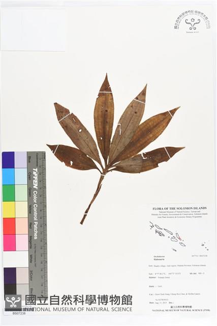 Accession Number:BS07238 Collection Image