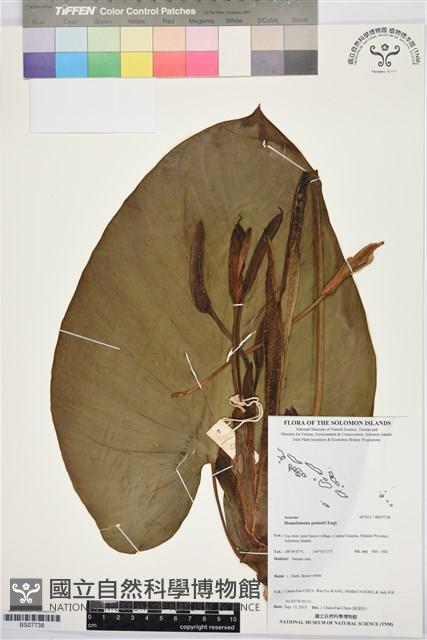 登錄號:BS07738藏品圖，第1張