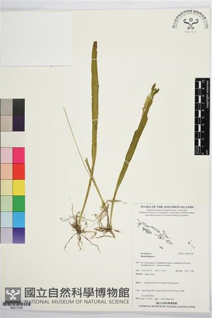 Accession Number:BS07538 Collection Image