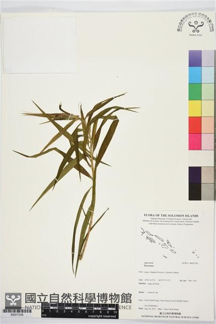 登錄號:BS07338藏品圖，第1張