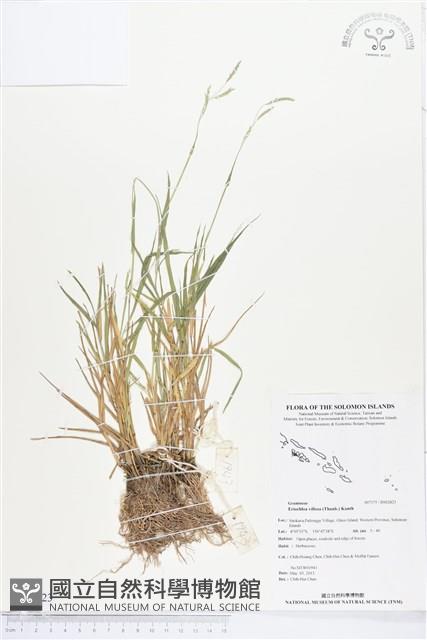 野黍藏品圖，第1張