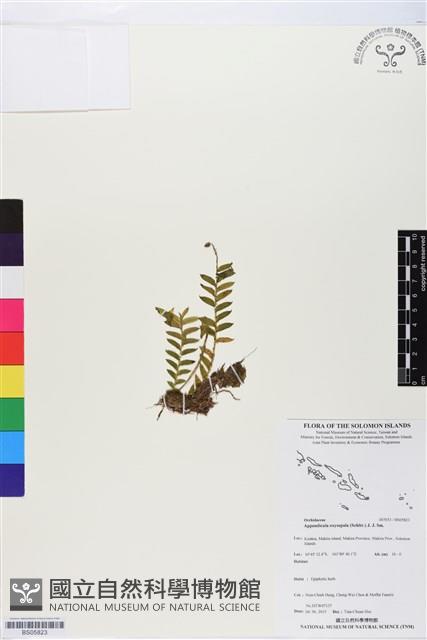 登錄號:BS05823藏品圖，第1張