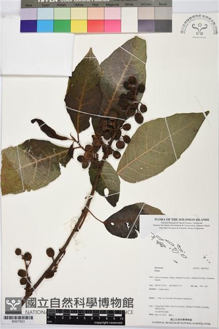 登錄號:BS07823藏品圖，第1張