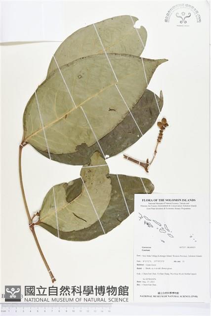 Accession Number:BG00023 Collection Image