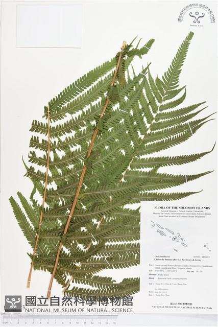 野小毛蕨藏品圖，第1張