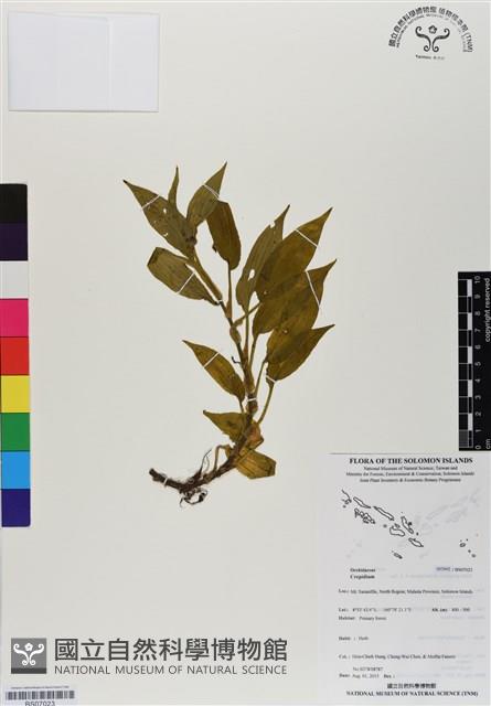 登錄號:BS07023藏品圖，第1張
