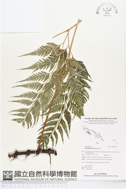 闊葉骨碎補藏品圖，第1張