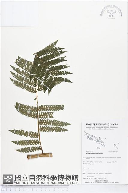 登錄號:BP01623藏品圖，第1張