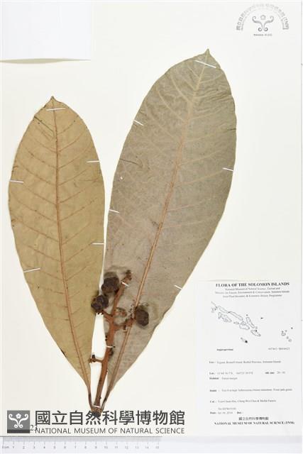 登錄號:BS04623藏品圖，第1張
