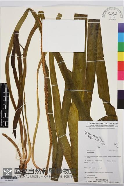 登錄號:BP03623藏品圖，第1張