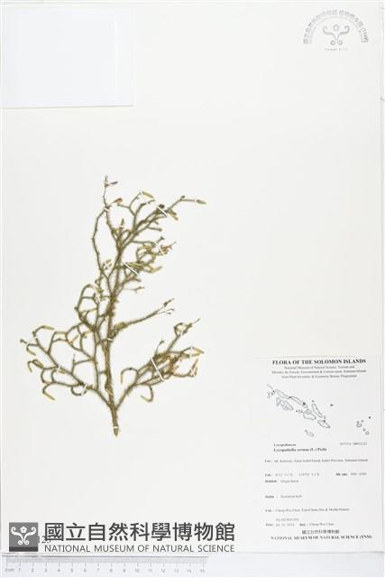 過山龍藏品圖，第1張